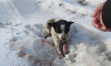 Фото Доброта спасет мир: челябинцы борются за сбитого на дороге пса с тяжелыми травмами