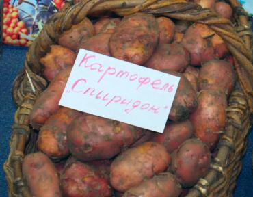 Фото Картошка и хлеб остаются любимыми "лакомствами" южноуральцев