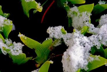 Фото В предстоящие двое суток в Челябинской области сохранятся заморозки, вероятна гибель завязей и побегов