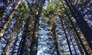 Фото Рядом с Челябинском в предстоящие выходные высадят двадцать тысяч молодых сосен