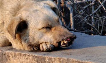 Фото «Бешеный» ноябрь: в Челябинской области смертельный вирус убил собаку, корову, лису и двух кошек
