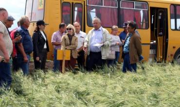 Фото Разработанный челябинскими селекционерами сорт твердой пшеницы успешно проходит испытания