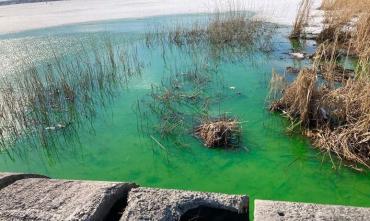 Фото В Челябинске позеленело озеро Смолино