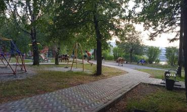 Фото Нязепетровские коровы тянутся к детям и приходят прогуляться в парк