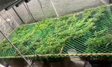 Фото Полицейские Челябинска задержали наркоагронома