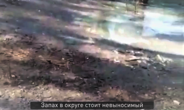 Фото В Красноармейском районе деревья чахнут в «озере» нечистот