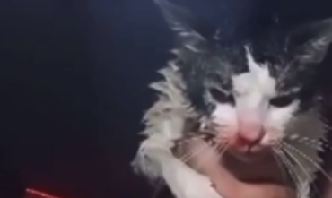 Фото Неадекватный челябинец измывался над котом в прямом эфире, полиция проводит проверку