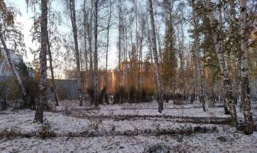 Фото Челябинцы возмущены до глубины души вырубкой деревьев возле ледовой арены «Трактор»