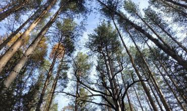 Фото В Каштакском бору проведут комплексное экологическое обследование