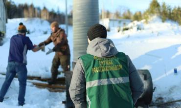 Фото В Челябинской области уничтожили зараженные опасным вирусом семена томатов