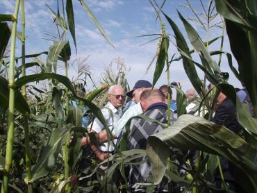Фото В СПК «Коелгинское» (Челябинская область) поделились кукурузными секретами