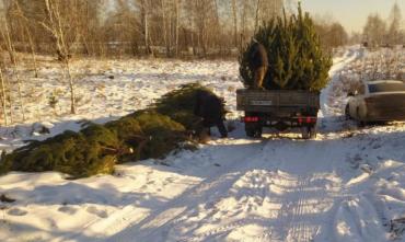 Фото В Красноармейском районе общественники с поличным поймали «черных лесорубов»