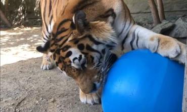 Фото Челябинские тигры обзавелись новыми игрушками