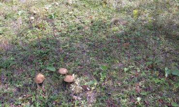 Фото Грибники в Челябинской области пропадают в лесах все чаще