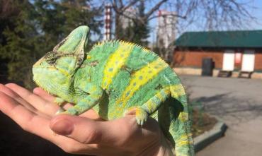 Фото «Побори свой страх»: челябинский зоопарк познакомит гостей с ползучими гадами и другими рептилиями 
