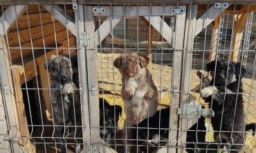 Фото Доброта спасет мир: преподаватели и студенты из Коркино пришли на помощь приюту для собак «Я живой!»