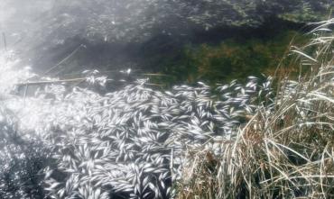 Фото Минсельхоз сообщил о расследовании факта замора рыбы на Касаргах