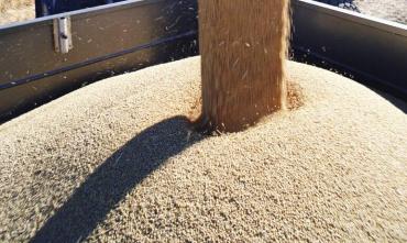 Фото Южноуральские аграрии будут выращивать больше пшеницы твердых сортов