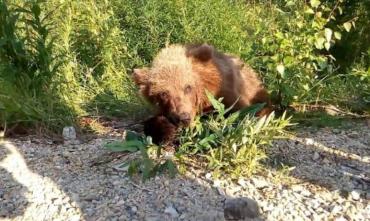 Фото Минэкологии: Медвежонку, которого видели на базах отдыха под Магнитогорском, ничего не угрожает
