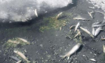 Фото Безруков: Чтобы избежать массовой гибели рыбы, арендаторы водоемов обязаны проводить аэрацию