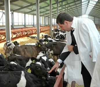 Фото Михаил Юревич оценил молочное стадо Подовинного