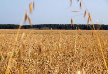 Фото Елена Скрынник: В текущем году мы вернем свои позиции по экспорту зерновых