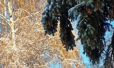 Фото Восьмого января в Челябинской области – морозно, местами метели