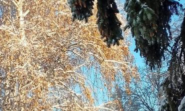 Фото В Челябинской области 24 января – солнечно и тихо