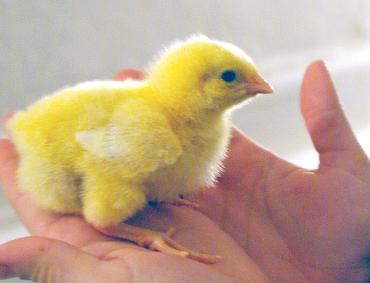 Фото «Уралбройлер» получило право поставлять мясо птицы в Китай