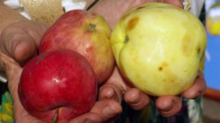 Фото В Челябинске 20 тонн польских яблок пытались выдать за молдавские