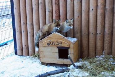 Фото Хищники зоопарка Челябинска празднуют новоселье