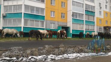 Фото Табун лошадей облюбовал двор жилого дома в Парковом