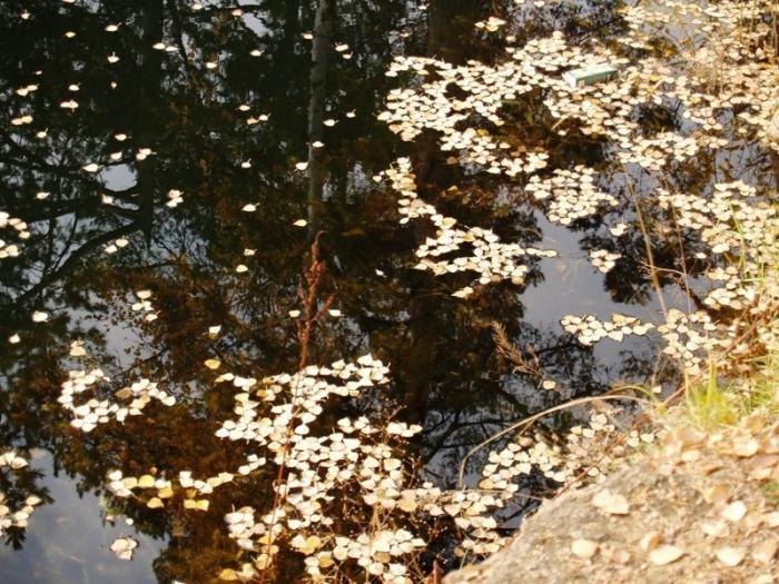 Фото Челябинск и челябинцы. Осень-2006