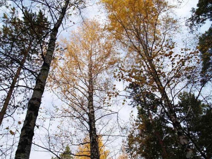 Фото Челябинск и челябинцы. Осень-2006