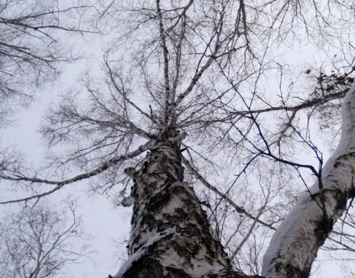 Фото Челябинск и челябинцы. Декабрь-2006