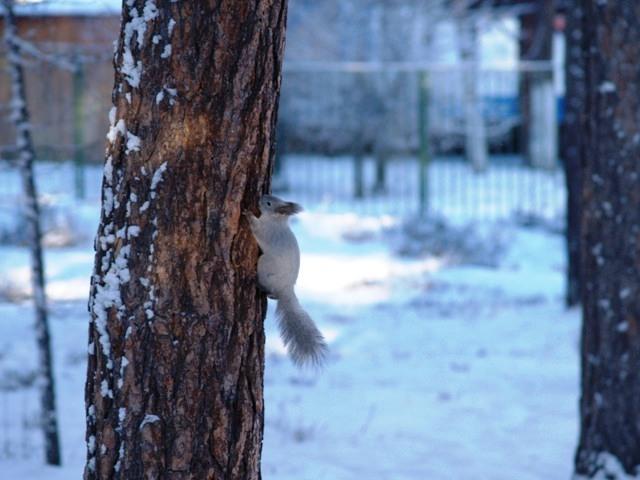 Фото Челябинск и челябинцы. Декабрь-2006(3)