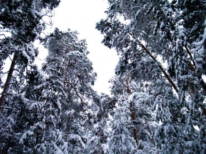 Фото Челябинск и челябинцы. Декабрь-2006(3)