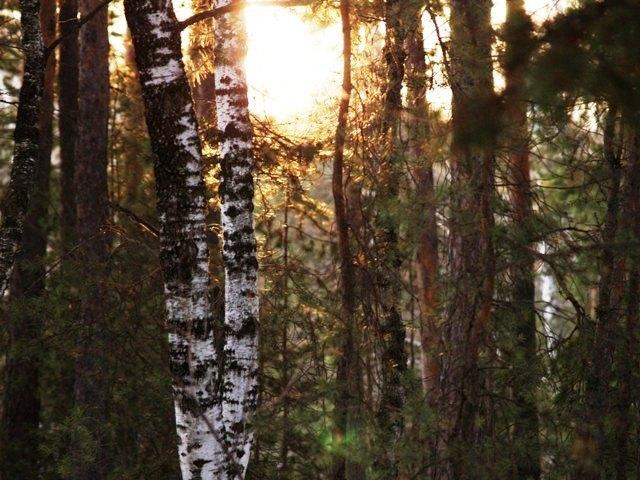 Фото Среда обитания