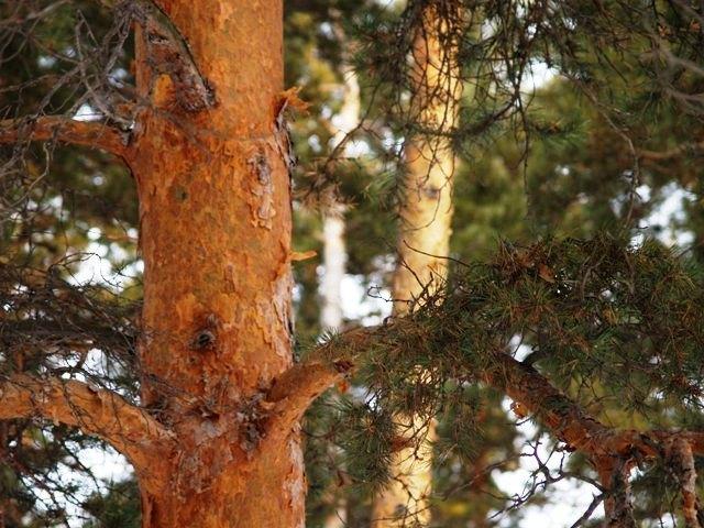 Фото Среда обитания