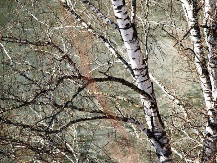 Фото «Соколинка-2007».