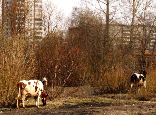 Фото Челябинск и челябинцы. Апрель-2007 (2)