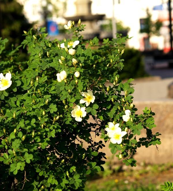 Фото Челябинск и челябинцы. Май-2007
