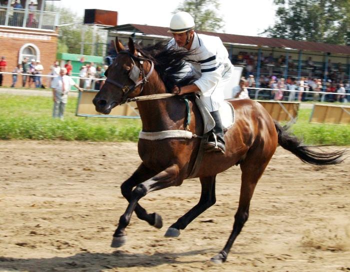 Фото Конные скачки. УрФО, август-2007