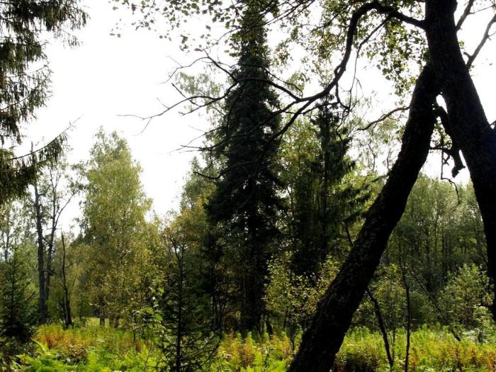 Фото Экологический парк «Зюраткуль» 