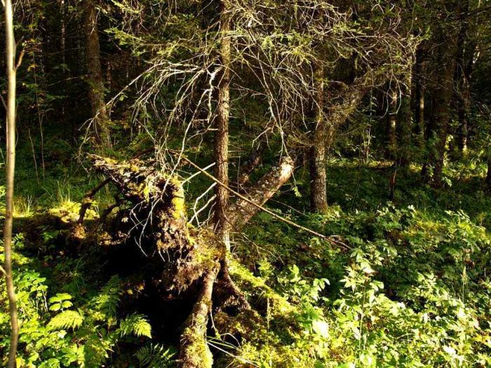 Фото Экологический парк «Зюраткуль» 