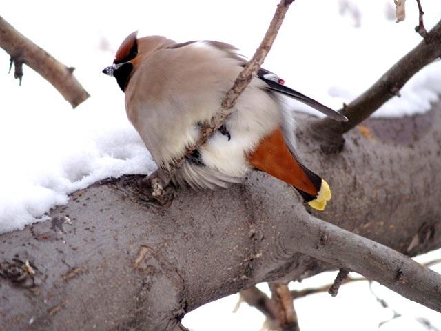 Фото Чайки и птицы