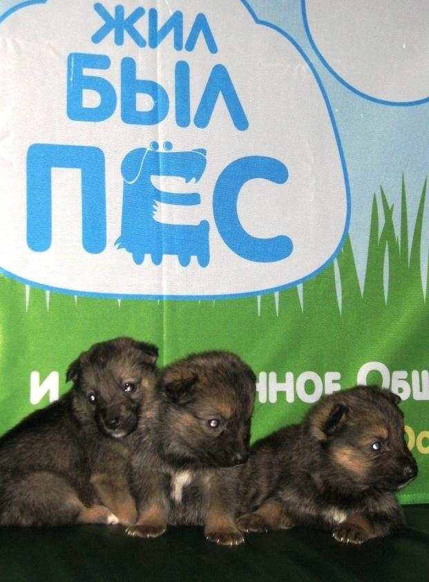 Фото СРЕДА ОБИТАНИЯ-2