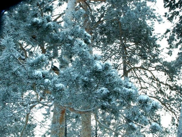 Фото СРЕДА ОБИТАНИЯ-2