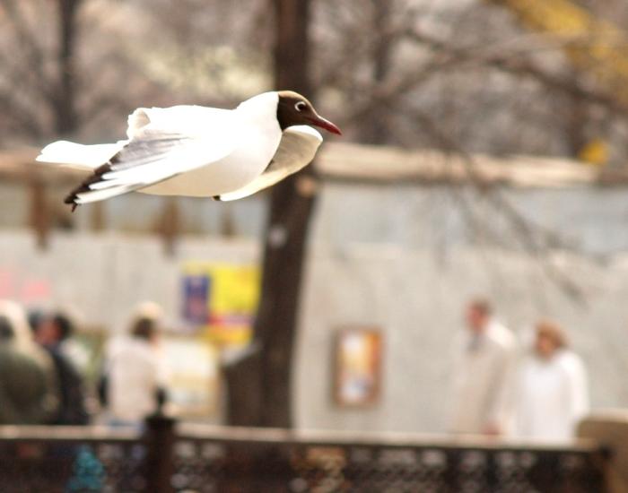 Фото Времена года. Апрель-2008