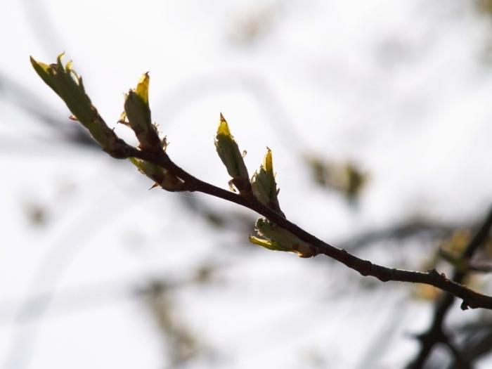 Фото Времена года. Апрель-2008